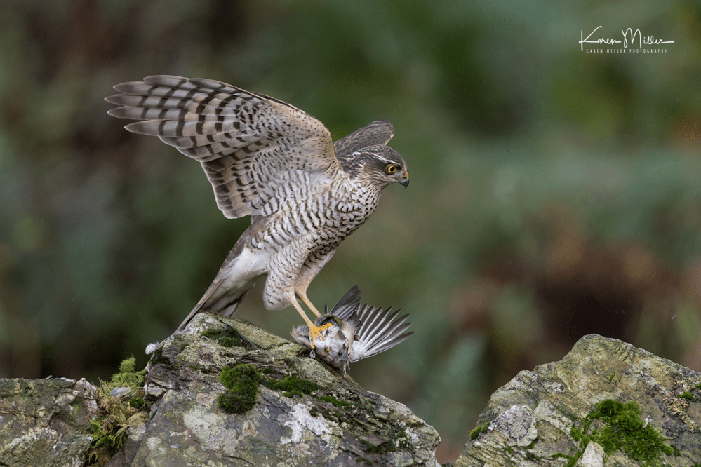 SPH_sparrowhawk_Oct2017_png_c-7942