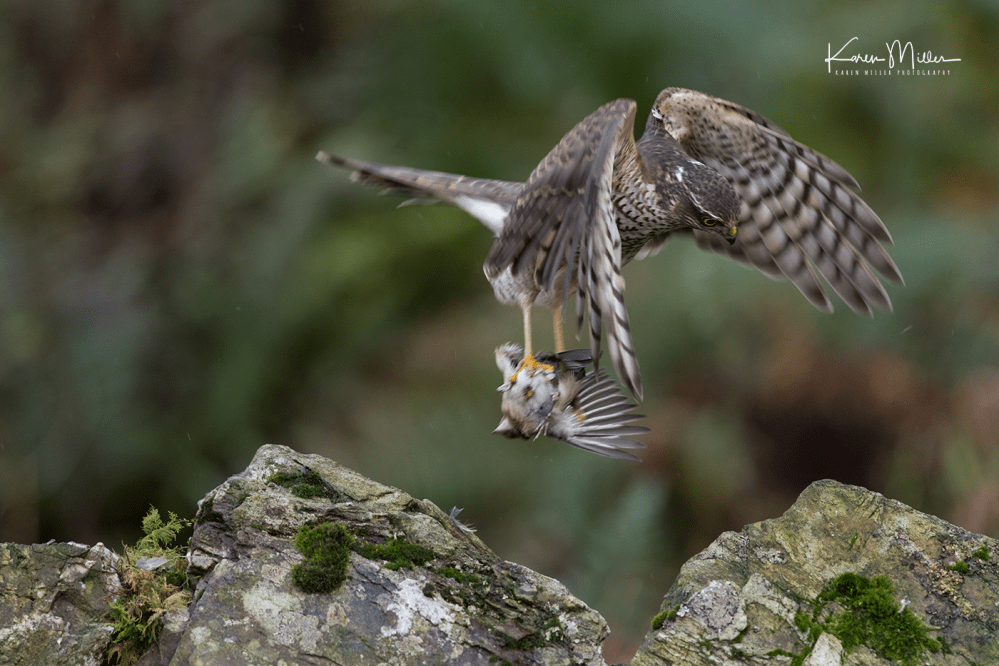SPH_sparrowhawk_Oct2017_png_c-7943