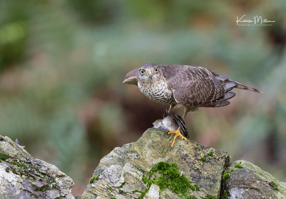 SPH_sparrowhawk_Oct2017_png_c-7950