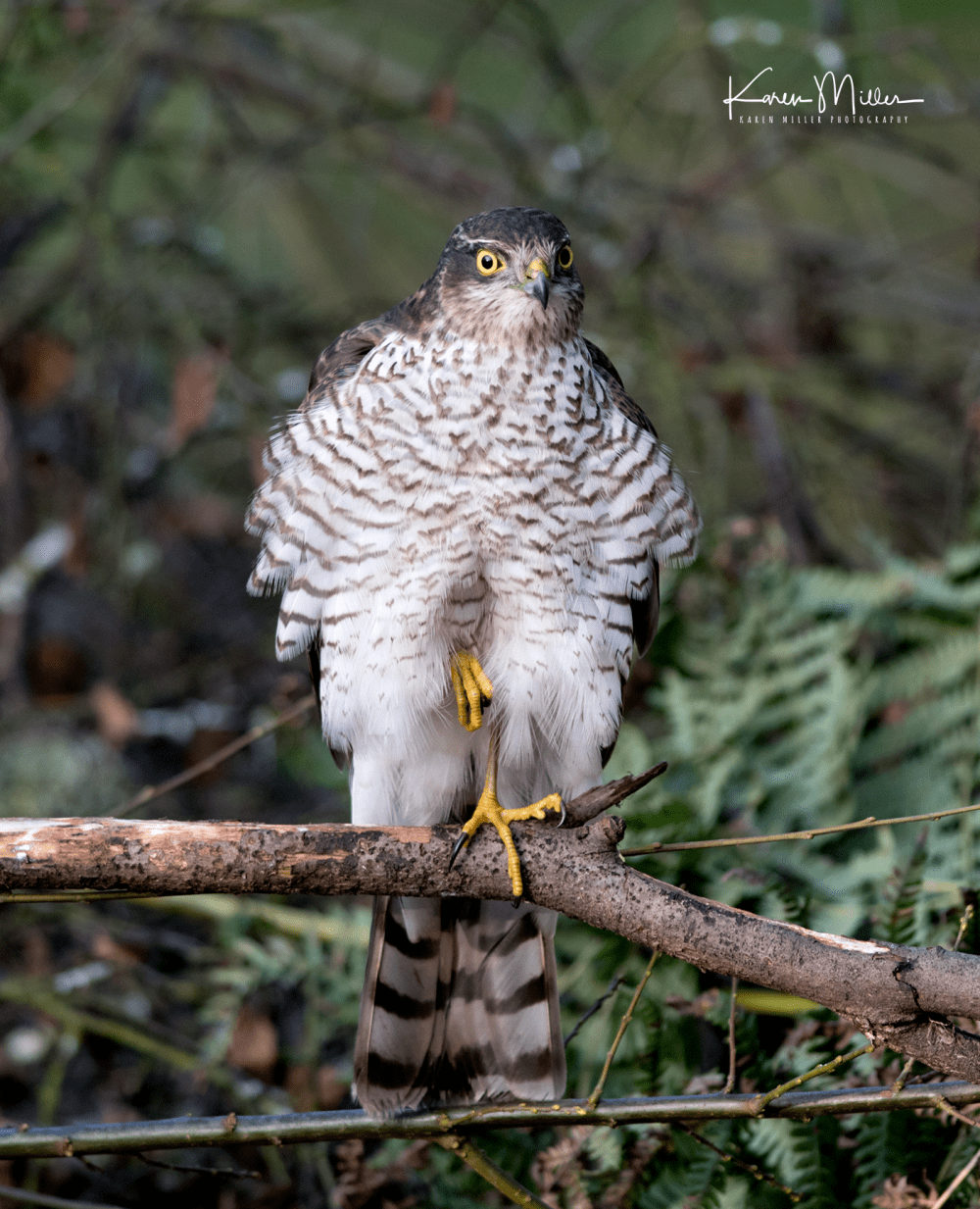 SPH_sparrowhawk_Oct2017_png_c-8266