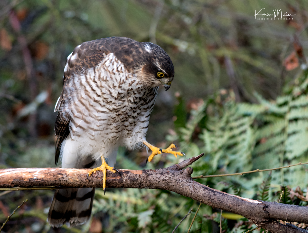 SPH_sparrowhawk_Oct2017_png_c-8398
