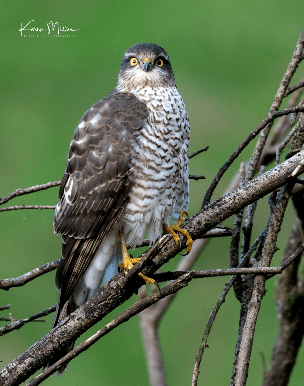 SPH_sparrowhawk_Oct2017_png_c-8518