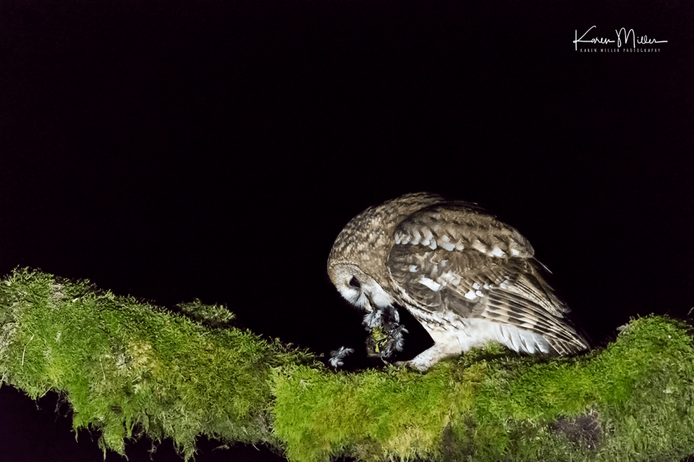 SPH_tawnyowl_Oct2017_png_c-8541