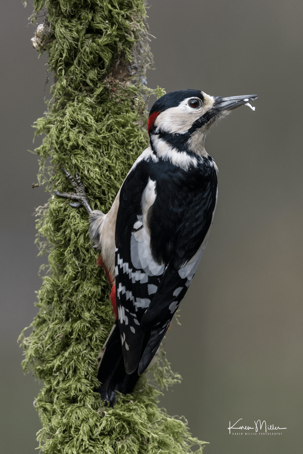 SPH_woodpecker_Oct2017_png_c-8043