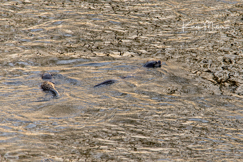 Borders2017_otters_png_c-11