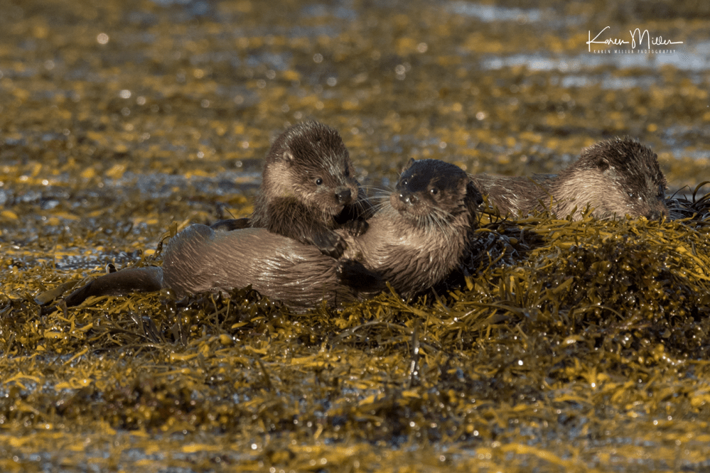 otters_friday_png_c-2887