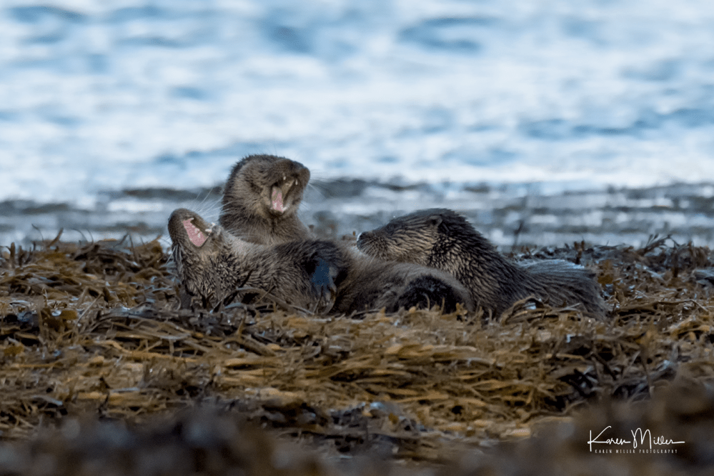 otters_friday_png_c-2981