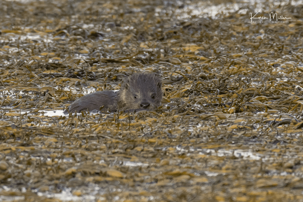 otters_friday_png_c-3378