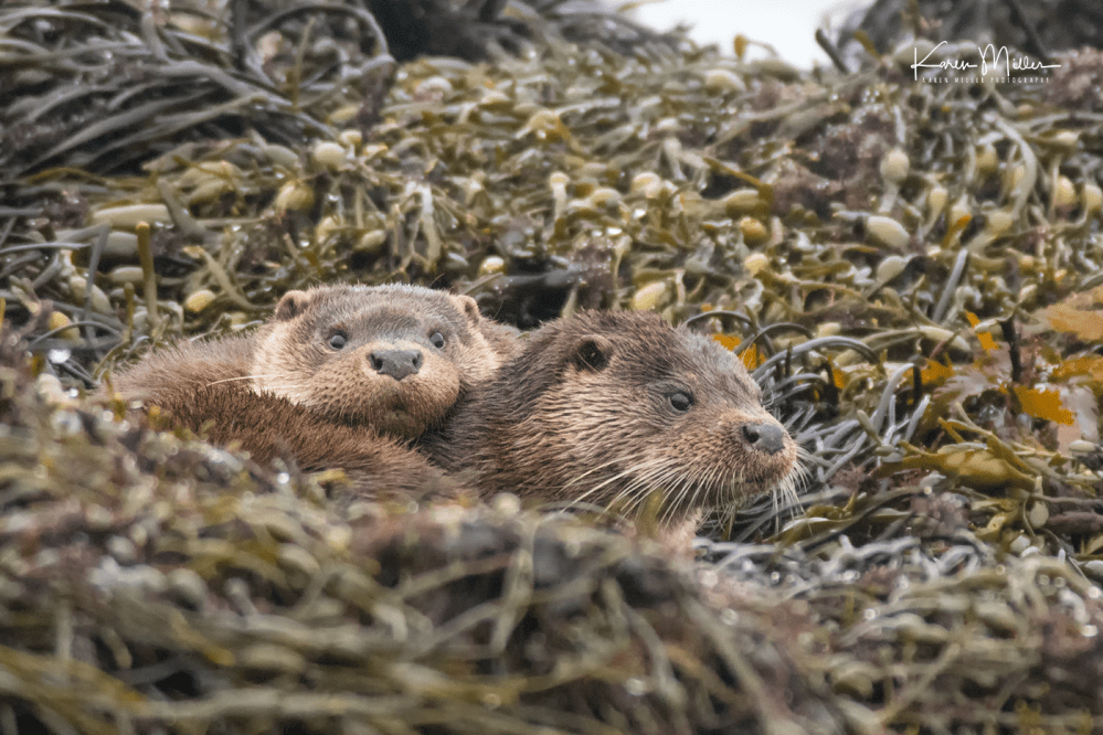 otters_monday_png_c-0200