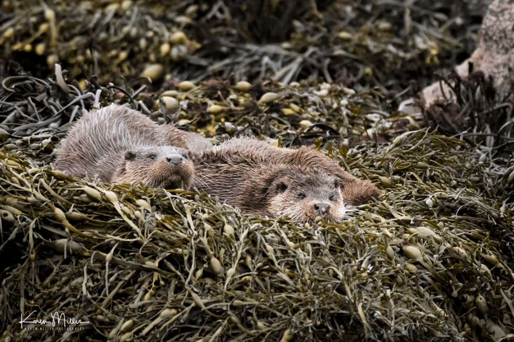 otters_sunday_png_c-0061