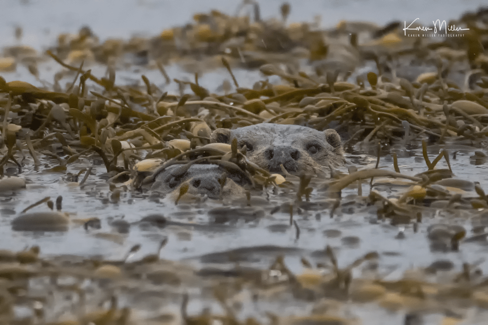 otters_tuesday_png_c-0879