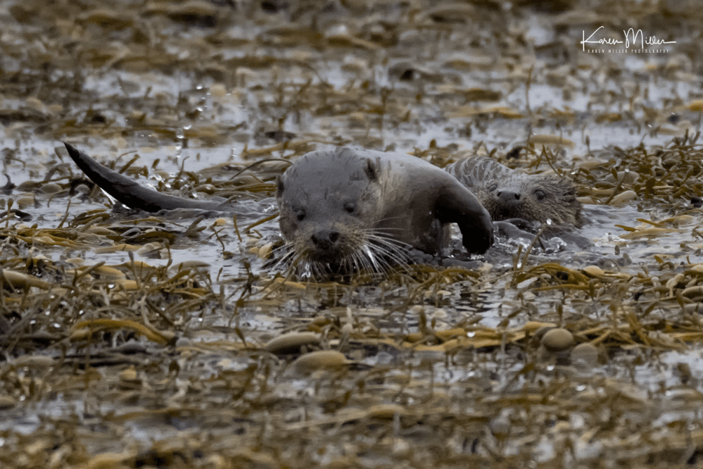 otters_tuesday_png_c-0952