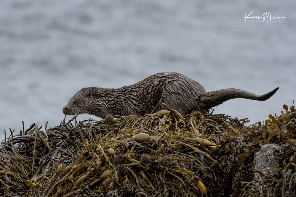 otters_tuesday_png_c-1114