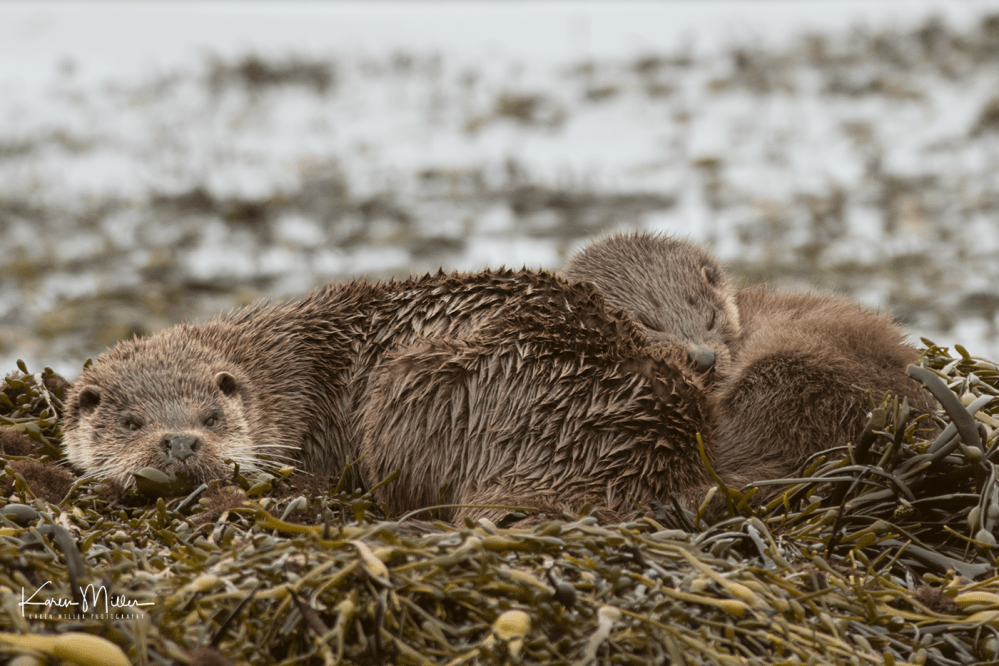 otters_wednesday_png_c-1414