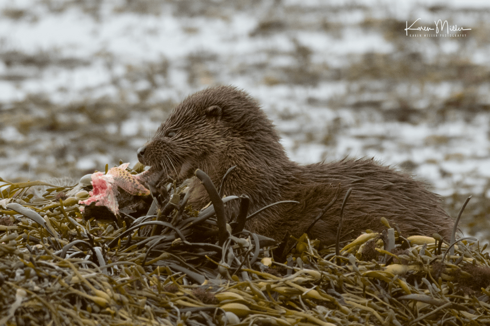 otters_wednesday_png_c-1633