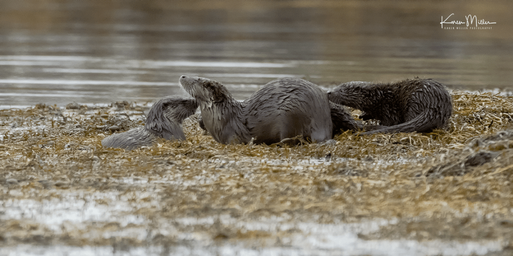 otters_wednesday_png_c-2220