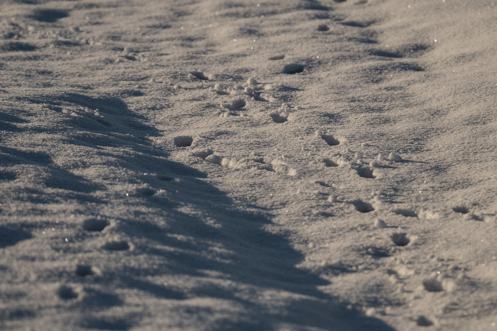 lammermuirs-png-6532