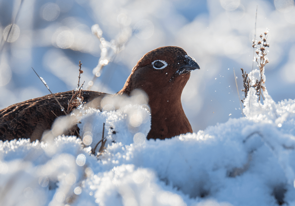 lammermuirs_27Dec-png-6664