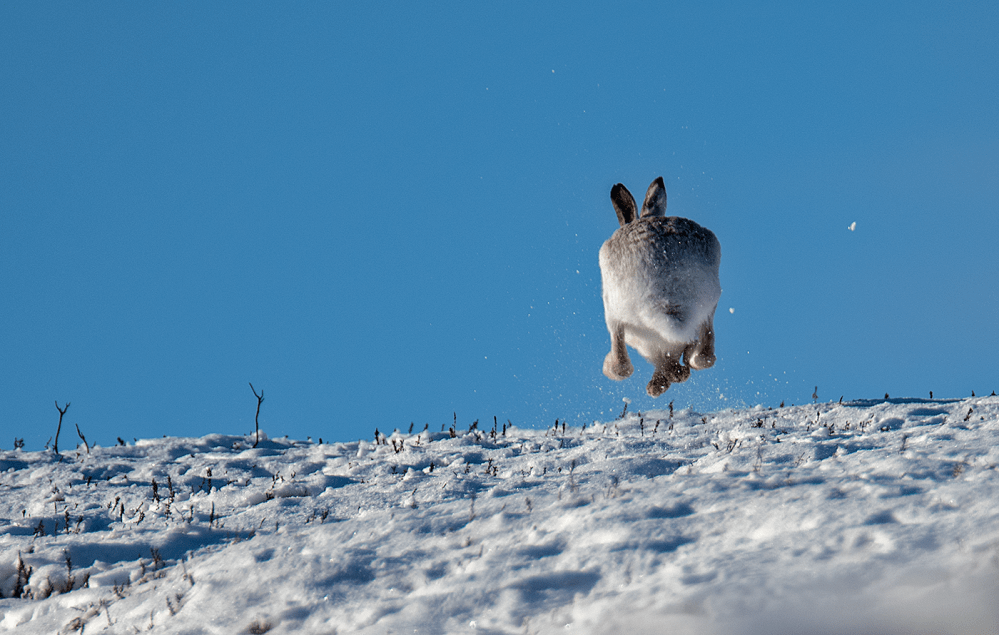 lammermuirs_28dec-png-6700