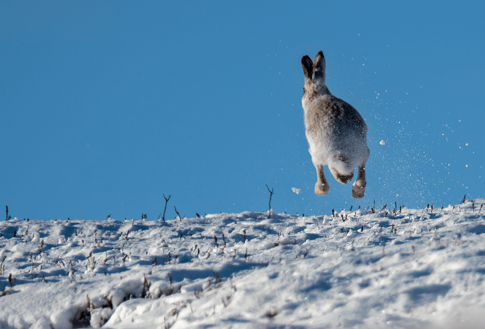 lammermuirs_28dec-png-6702