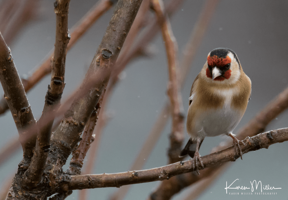 32313655313_506e4598ce_o