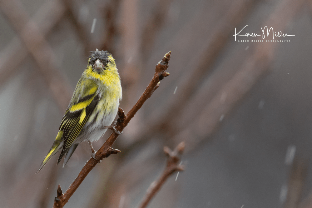 33087729356_1cbc0e411f_o