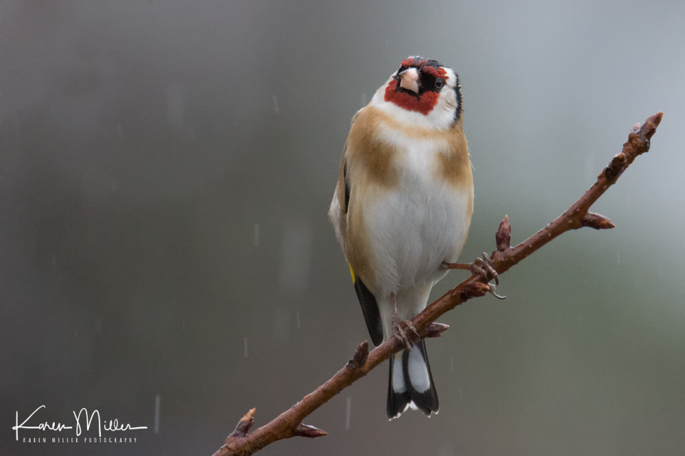 33087734266_0b3fedab54_o