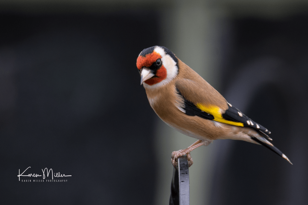 33087737956_4e6ecdfd18_o