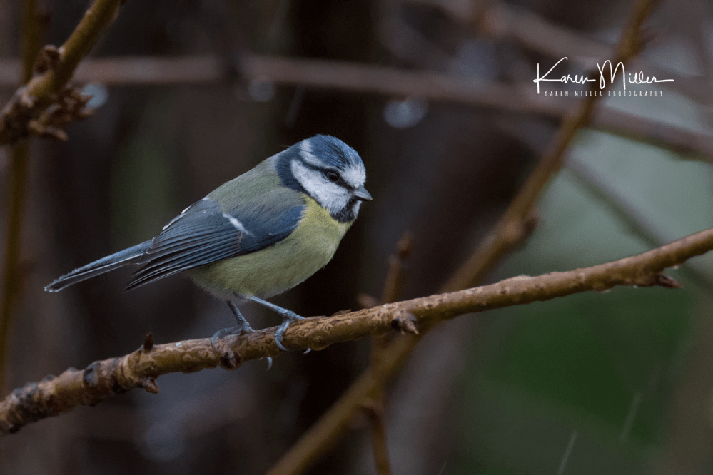 33087740806_469a12d2f0_o