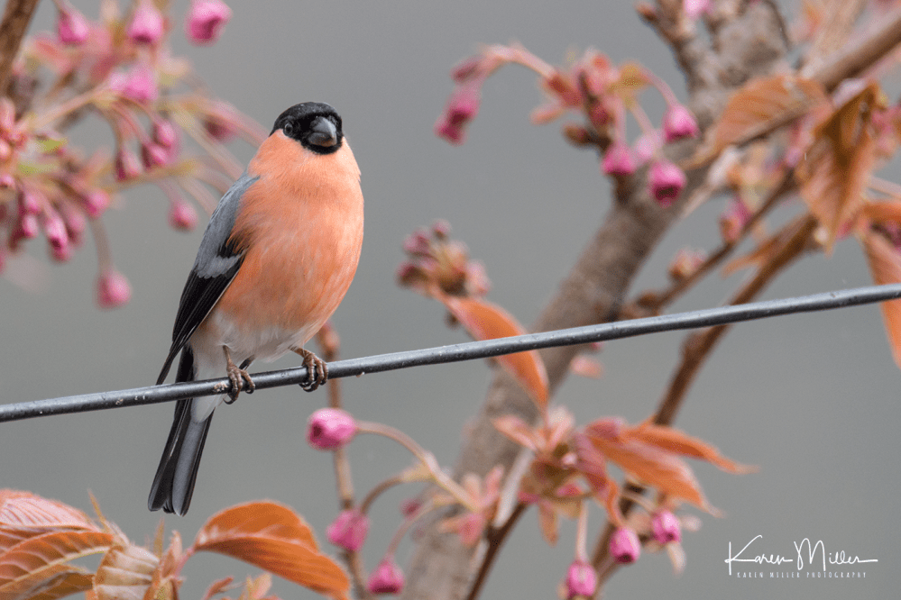 33279952893_7d407b79a8_o