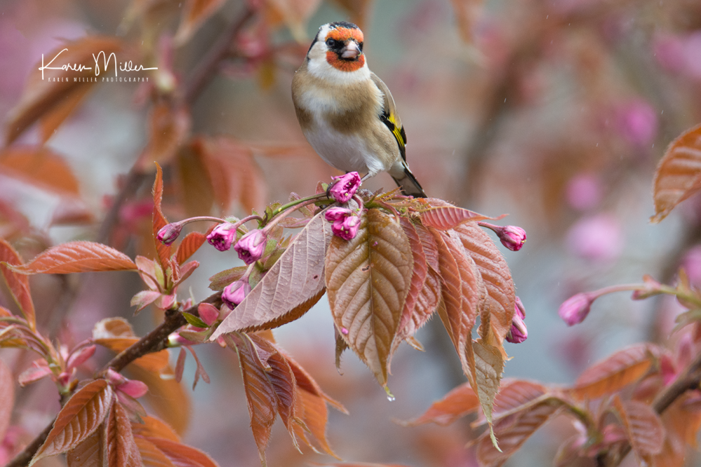 33279967033_37e69dafa9_o