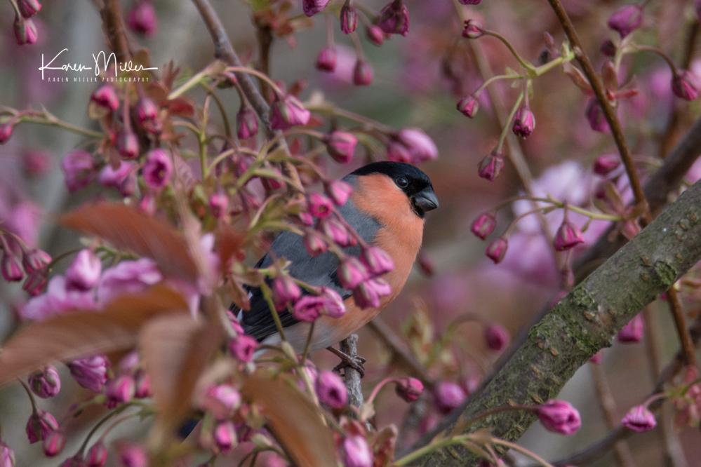 33924755971_6424fe369f_o