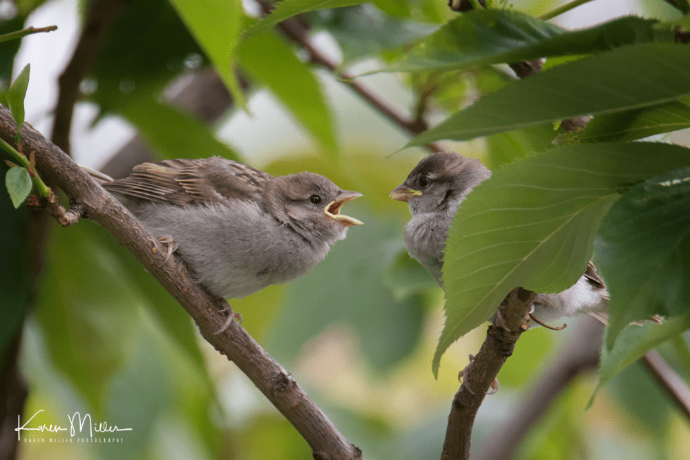 34696476551_6c7715ceb6_o