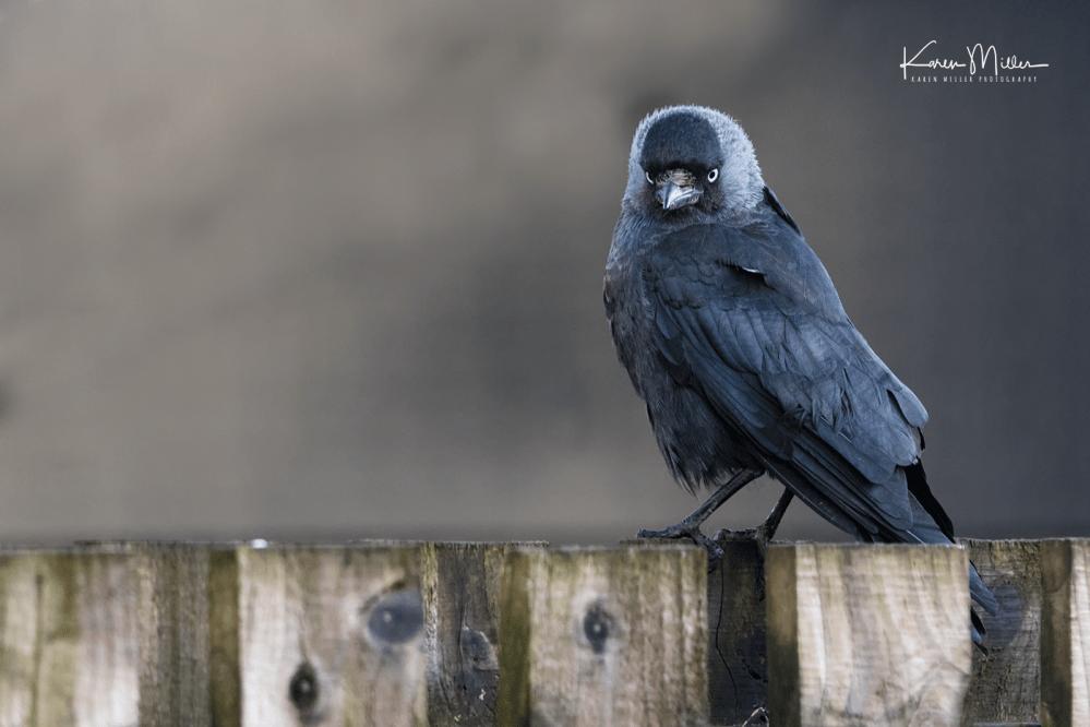 38208108325_42480890ae_o