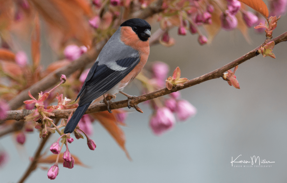 bullfinch_fb