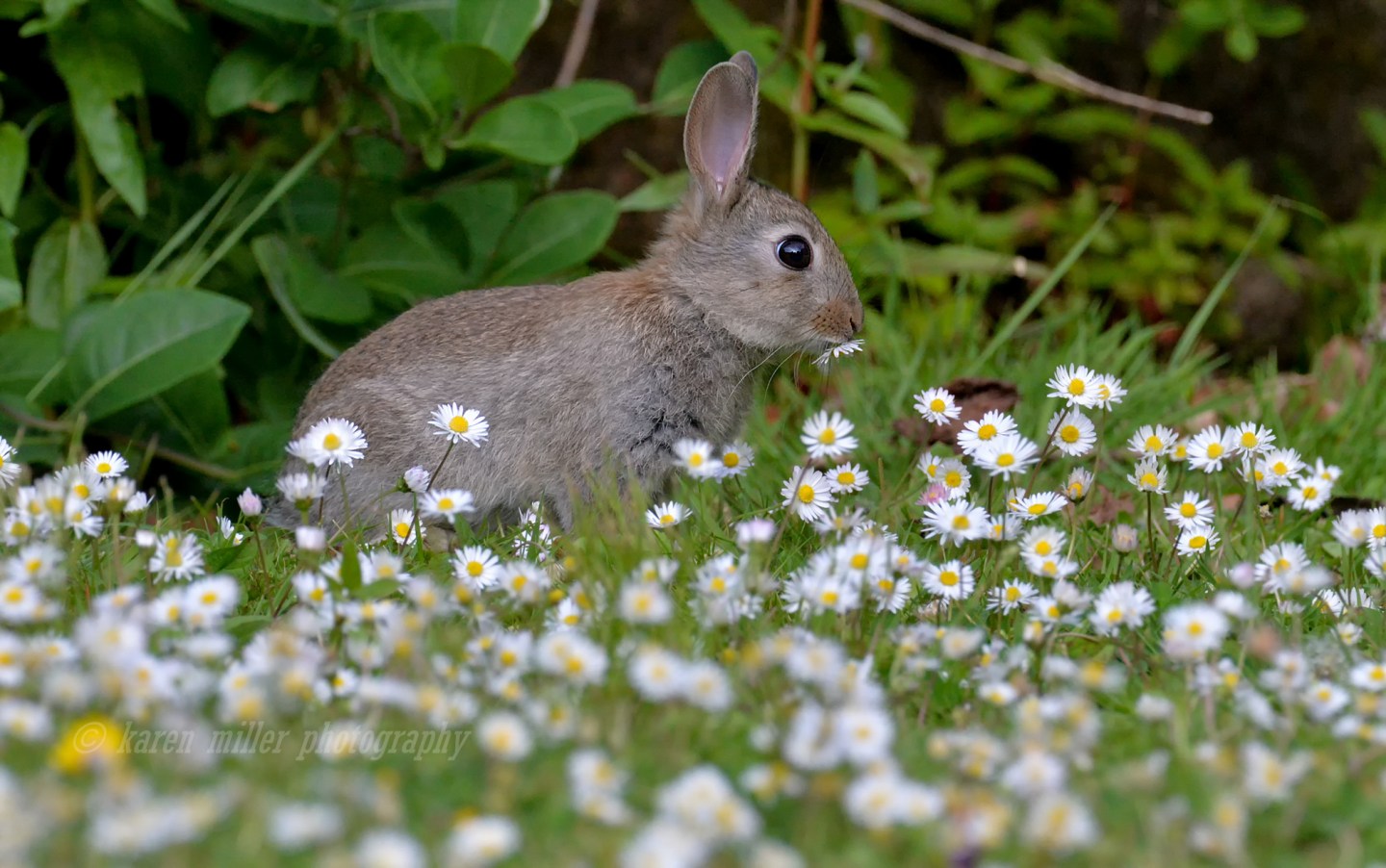 Rabbit with Feather – How I Got The Shot – Karen Miller's Wildlife ...