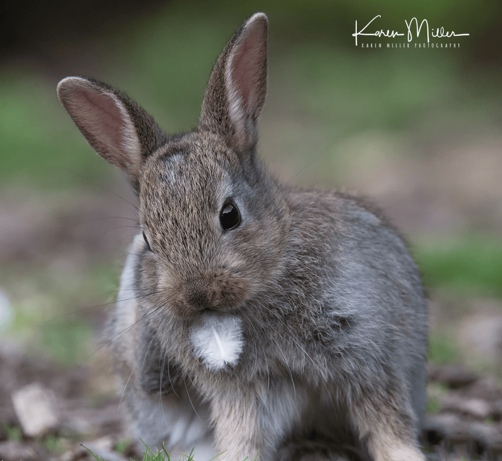 Feathered Rabbit Rabbit with Feather – How I Got The Shot – Karen Miller's Wildlife ...