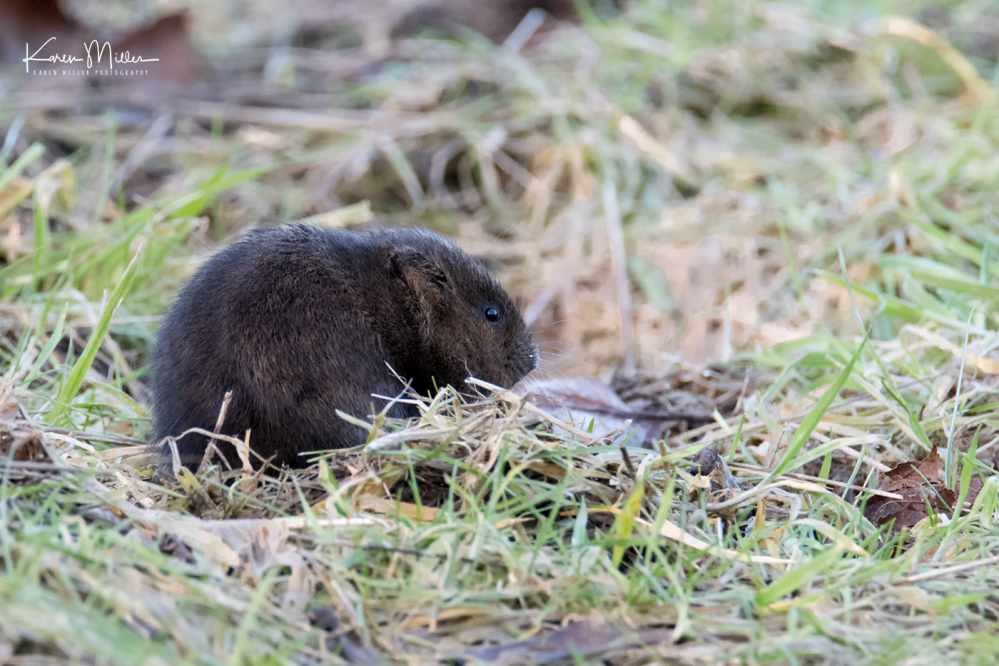 watervole_Jan18-png_c-9144