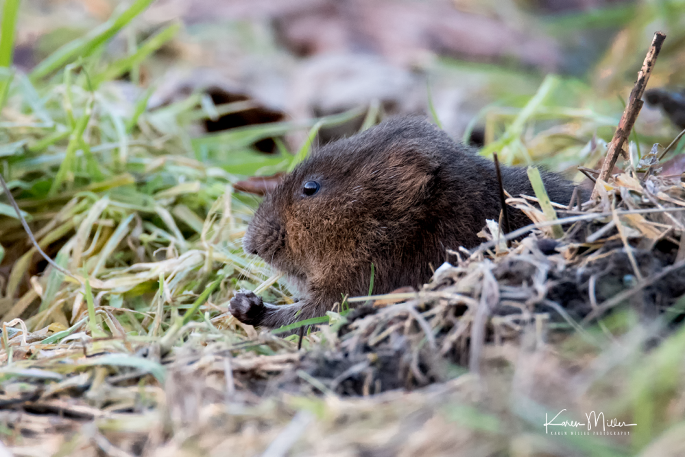 watervole_Jan18-png_c-9181