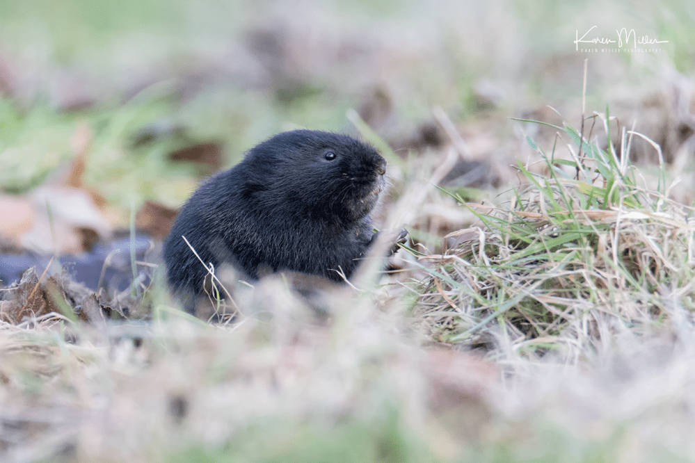 watervole_Jan18-png_c8599
