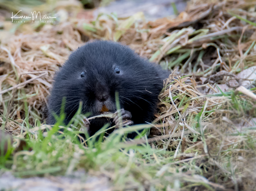 watervole_Jan18_png_c-8795