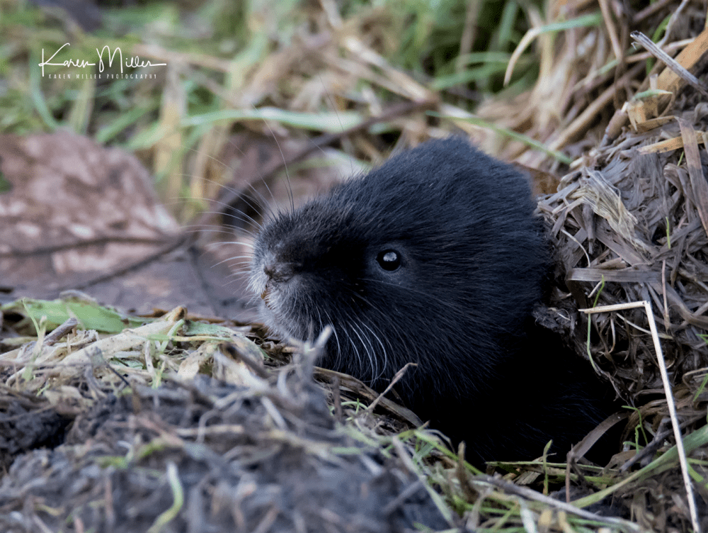 watervole_Jan18_png_c-8979