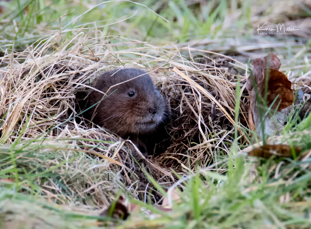 watervole_Jan18_png_c-9095