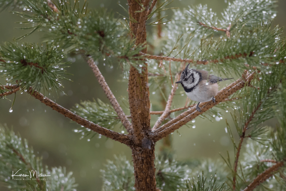 cresties6march-png_c_2843