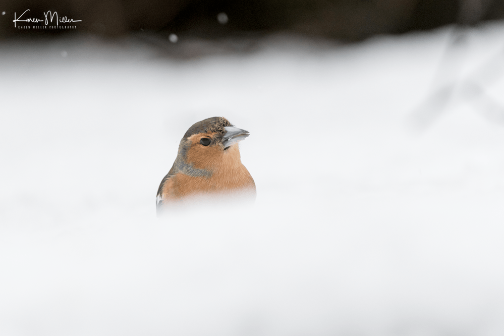 gardenbirds6march-png_c_3447-2