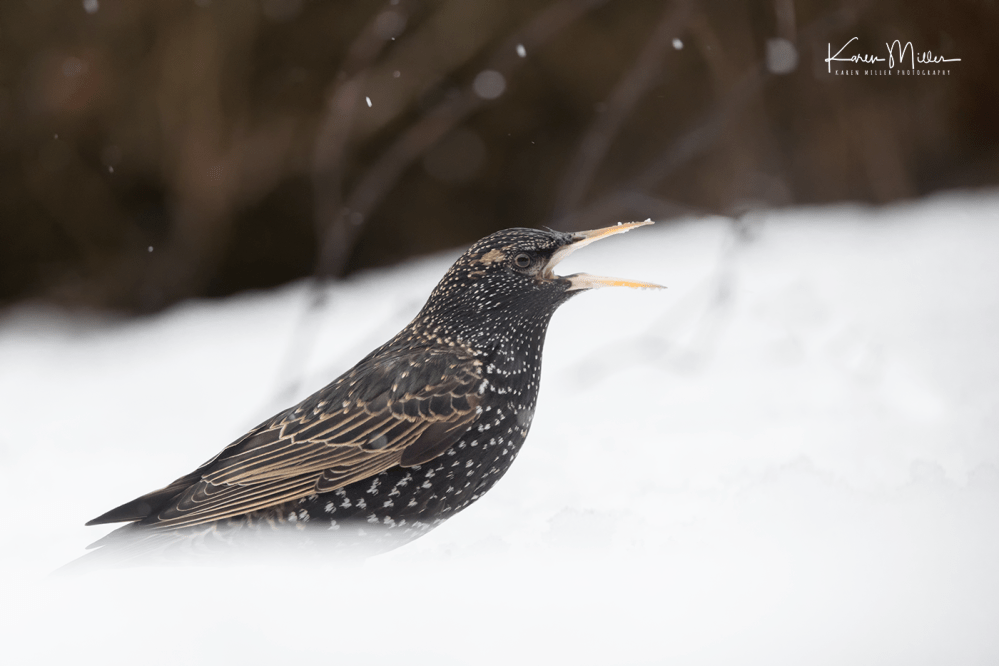 gardenbirds6march-png_c_3502