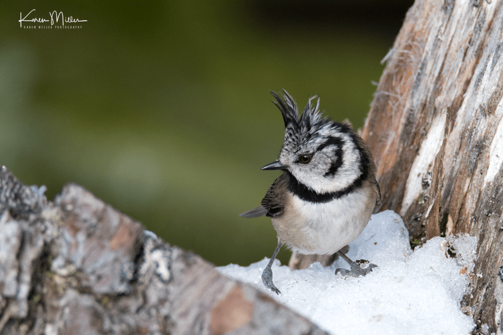 highlands_cresties3-png_c_6198