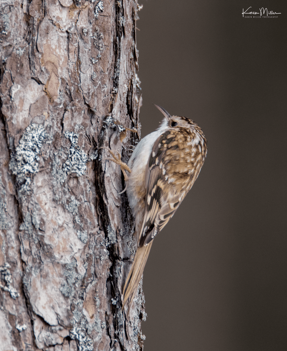 highlands_cresties3-png_c_6447