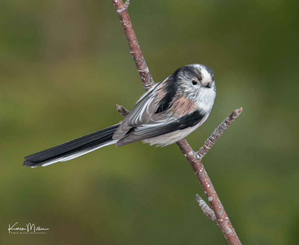 highlands_cresties4-png-c_5920