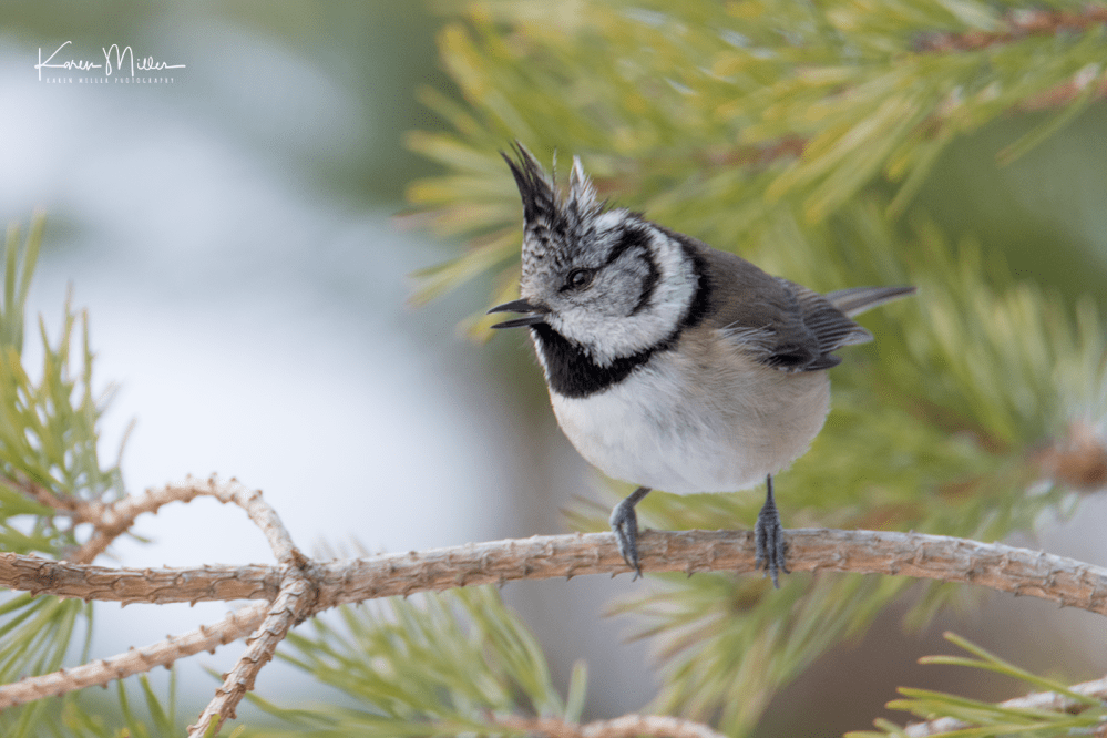 highlands_cresties4-png_c_4858